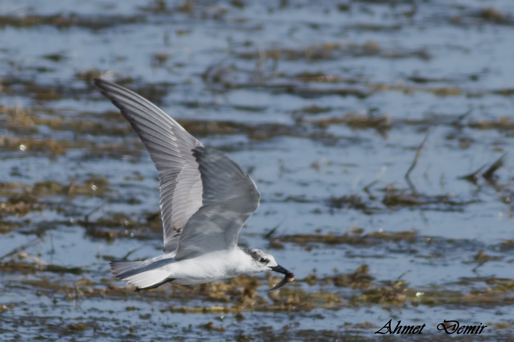 Whiskered Tern